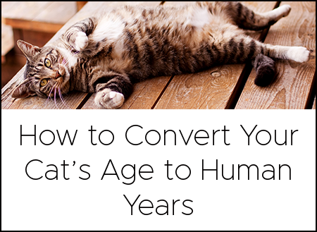 cat years to human years