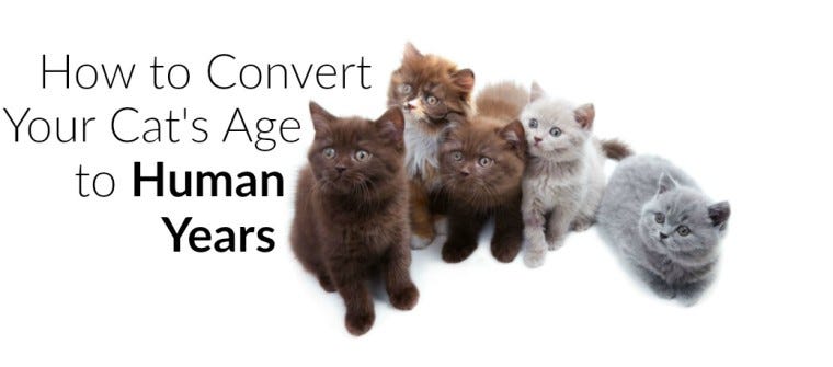 How to Convert Cat Years into Human Years