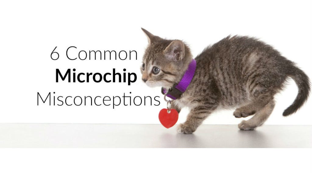 find cat with microchip