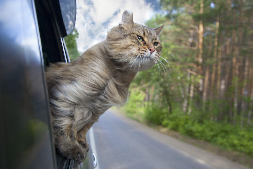 cat on a journey