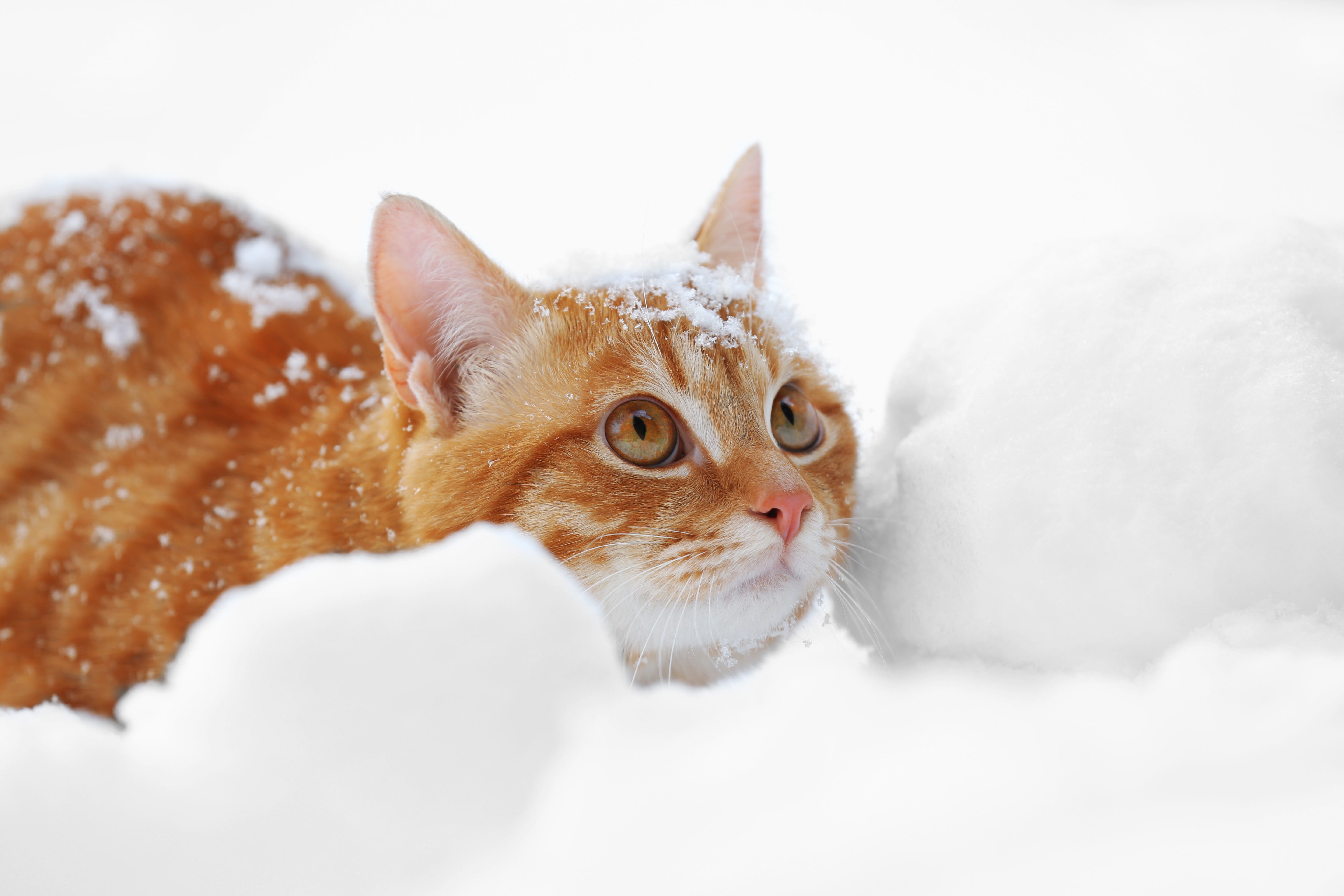 рыжий кот снег взгляд скачать