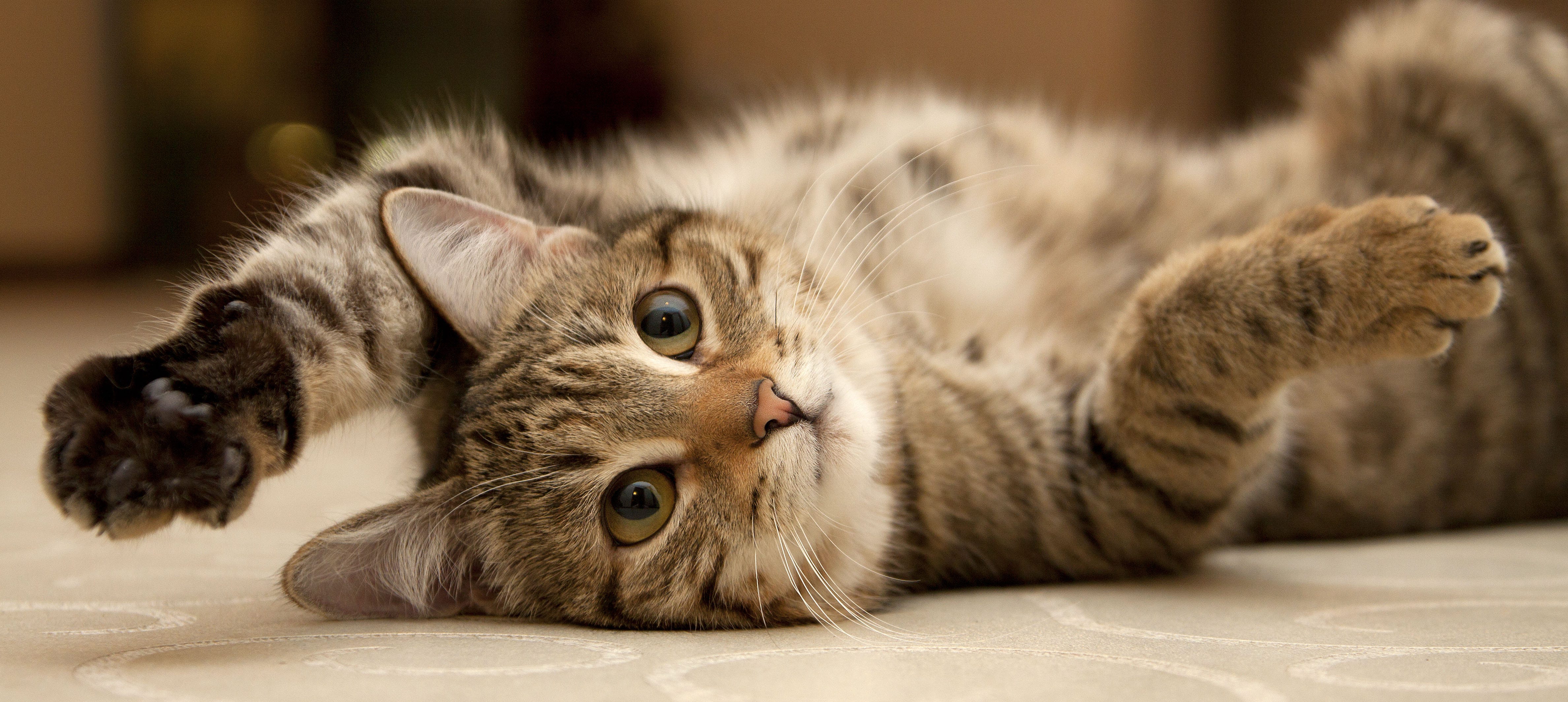 5 Cat Myths and Misconceptions Debunked