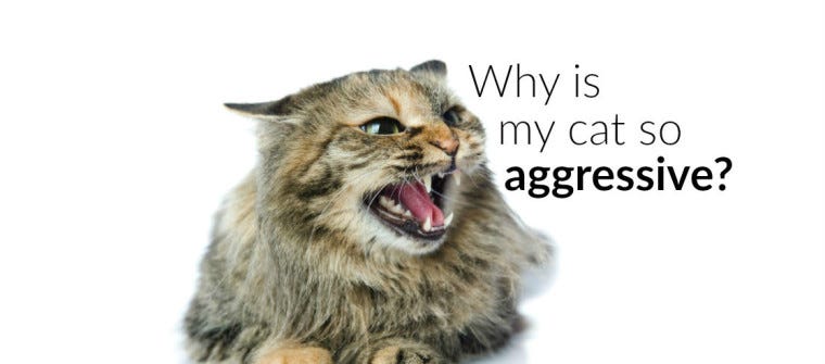 Why Is My Cat So Aggressive? | Learn more on Litter-Robot Blog