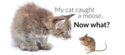 robot mice for cats
