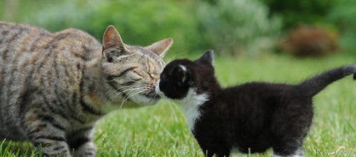 5 Steps to Introducing Your New Kitten to Your Resident Cat | Litter-Robot  Blog
