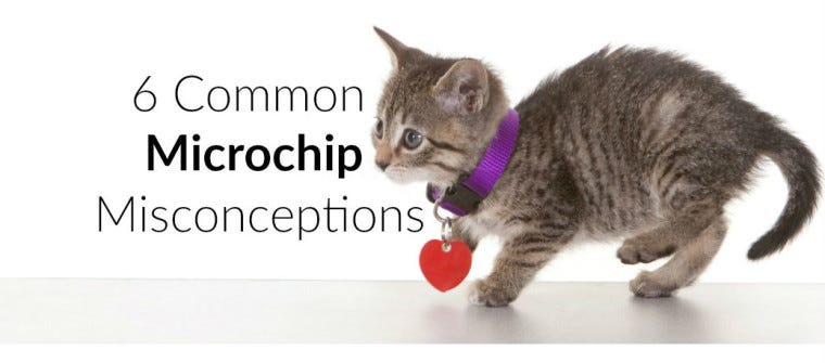 cost to microchip a cat