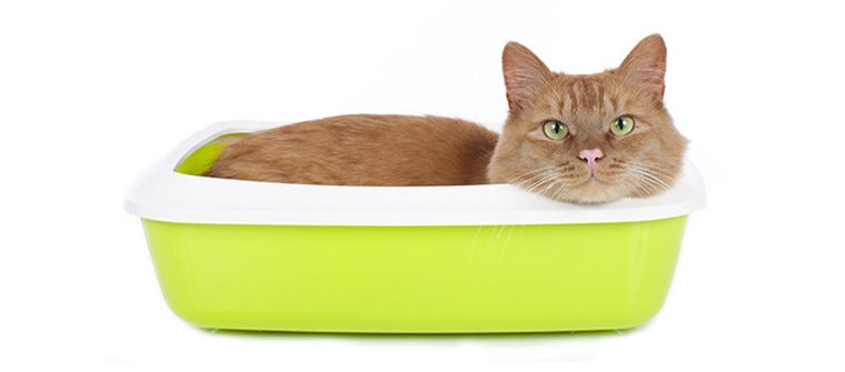 Orange cat with green eyes in green litter box