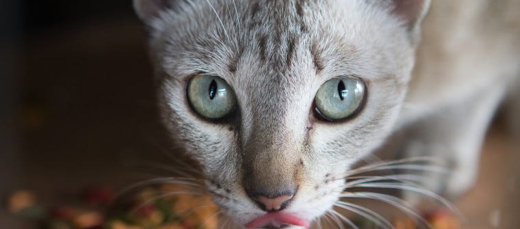 whisker fatigue in cats