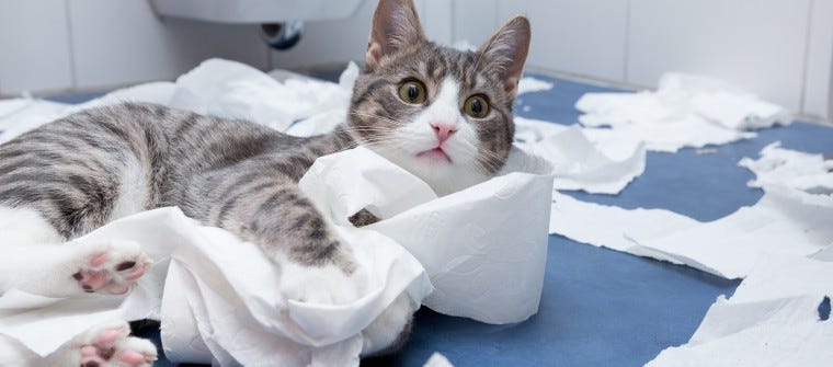 Litter Box Problems Why Your Cat Is Missing The Mark Litter