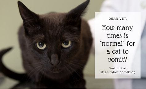A Vet S Pet Peeve Cat Vomiting Isn T Normal Litter Robot Blog