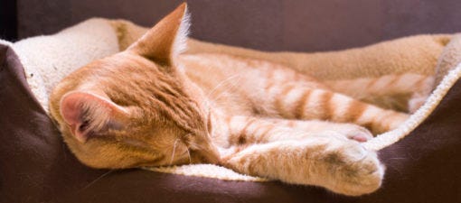 fun facts about orange tabby cats