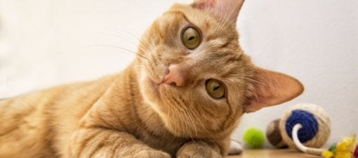 marble orange cat