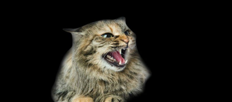 Horror Films Featuring Cats