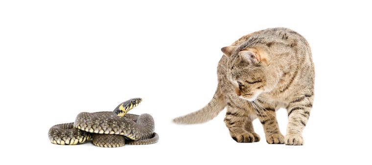 Why Do Cats Hiss? The Curious Link Between Cats and Snakes ...