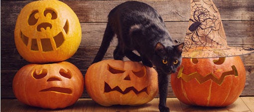 28 Top Pictures Black Cat Symbolism Bible : black cats aesthetic | Tumblr