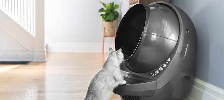 Grey Is The New Black A Look At Grey Cat Breeds Litter Robot Blog