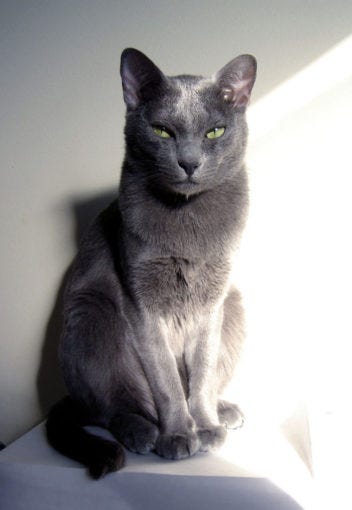 skinny grey cat