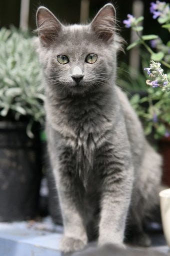 all grey cat