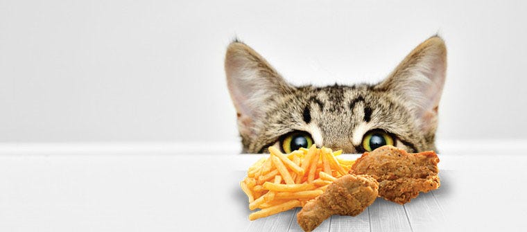 human food cat treats