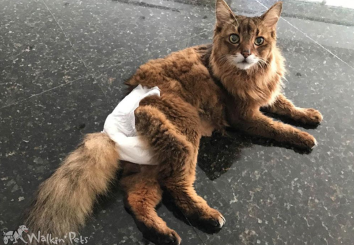 Pros and Cons of Using Cat Diapers 