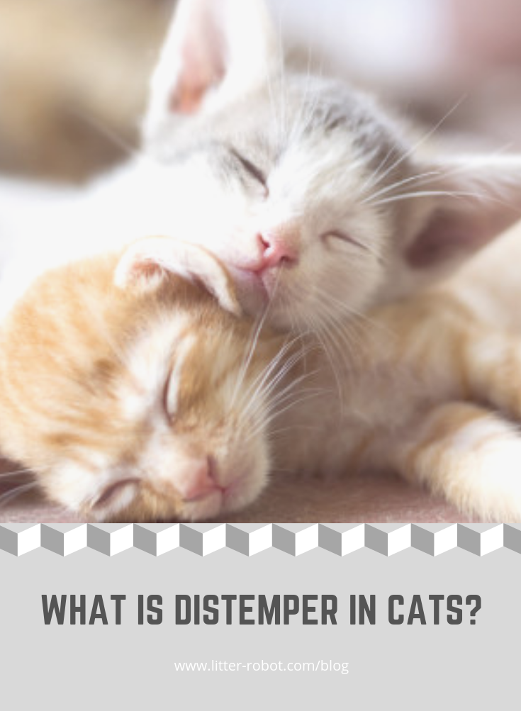 What Is Distemper in Cats? Answer Preventable LitterRobot Blog