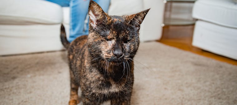 Should You Adopt a Blind Cat? | Learn 