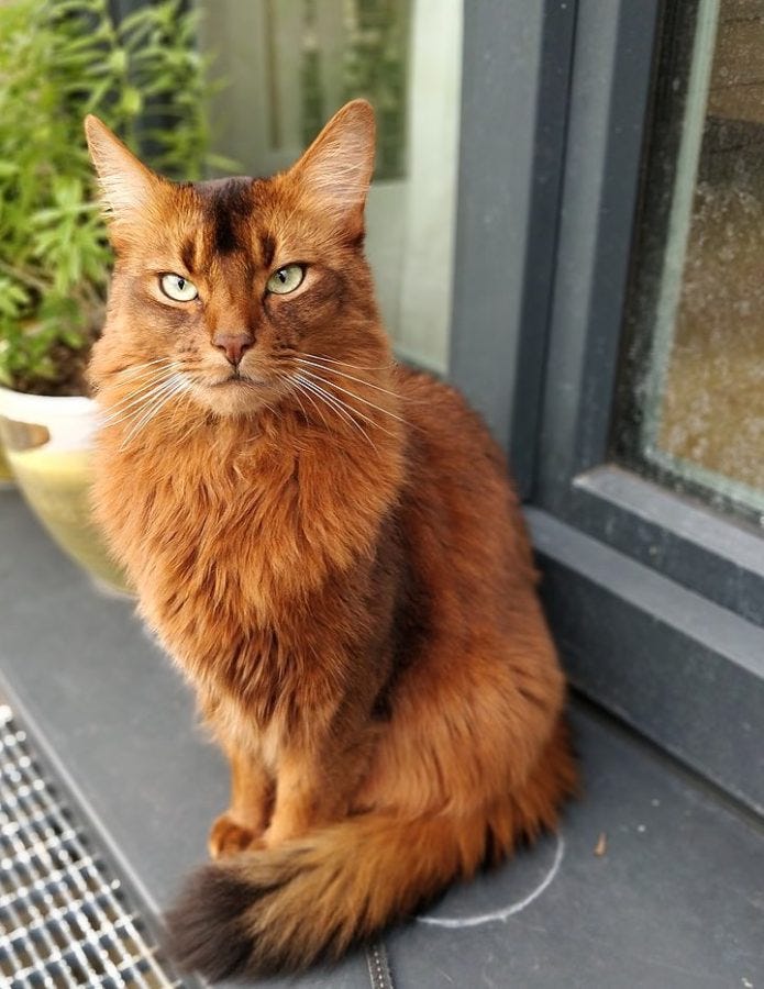 orange cat long hair