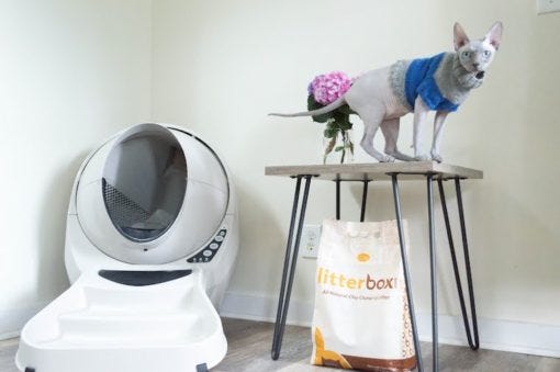 Cats That Don T Shed 15 Breeds Learn More On Litter Robot Blog