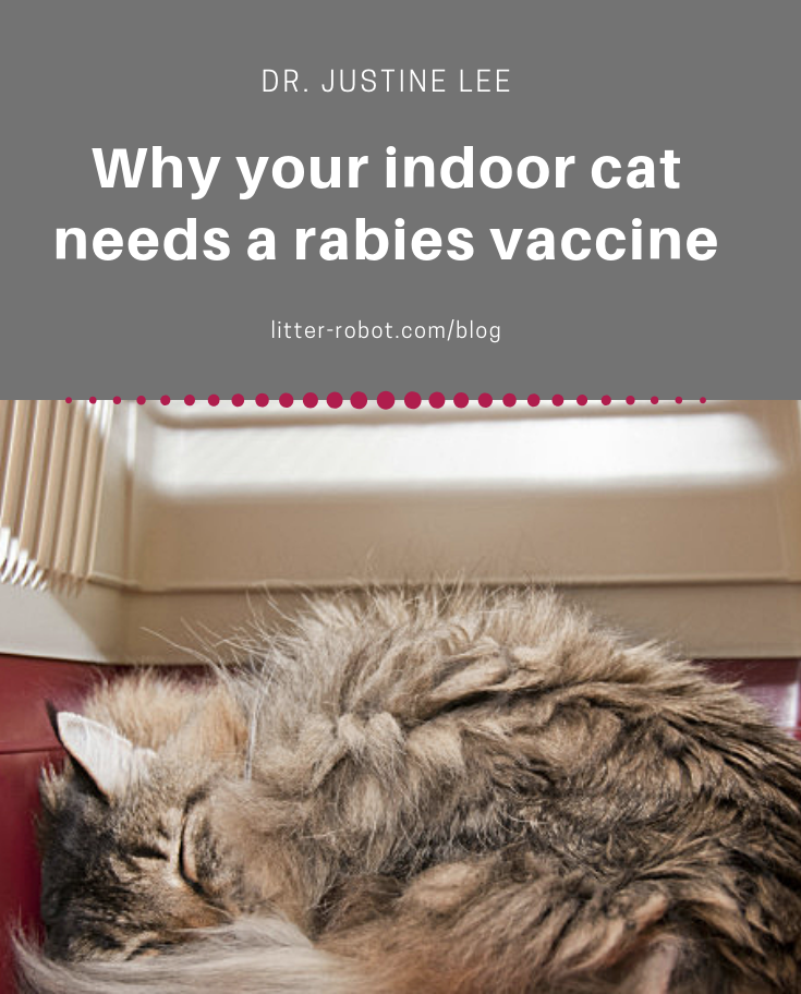 Why Your Indoor Cat Needs a Rabies Vaccine LitterRobot Blog