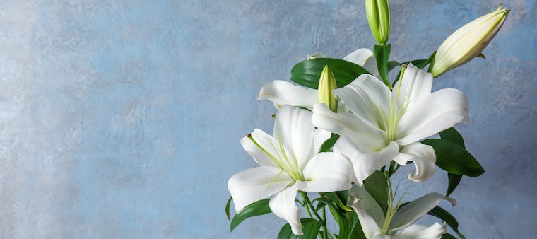 Are Lilies Poisonous To Cats Absolutely Litter Robot Blog