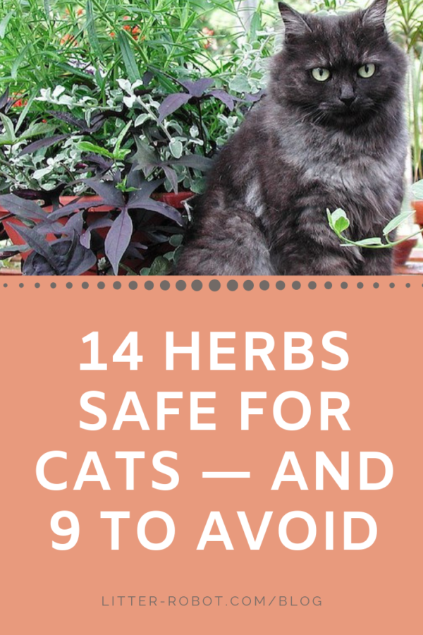 14 Herbs Safe for Cats — and 9 To Avoid LitterRobot Blog