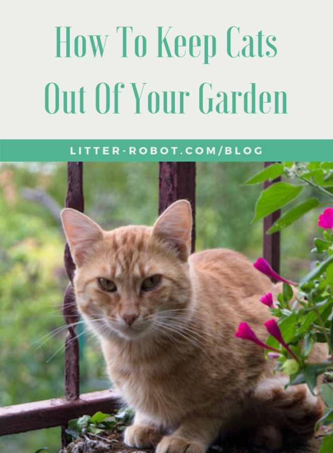 How To Keep Cats Out Of Your Garden Litter Robot Blog