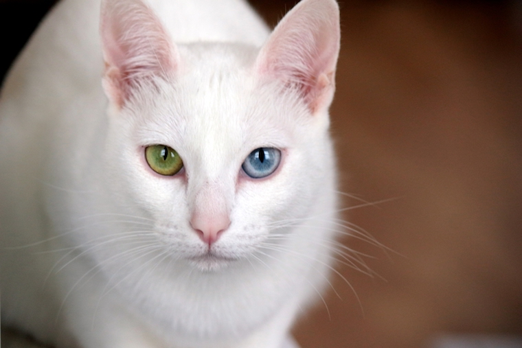 cats with one blue eye