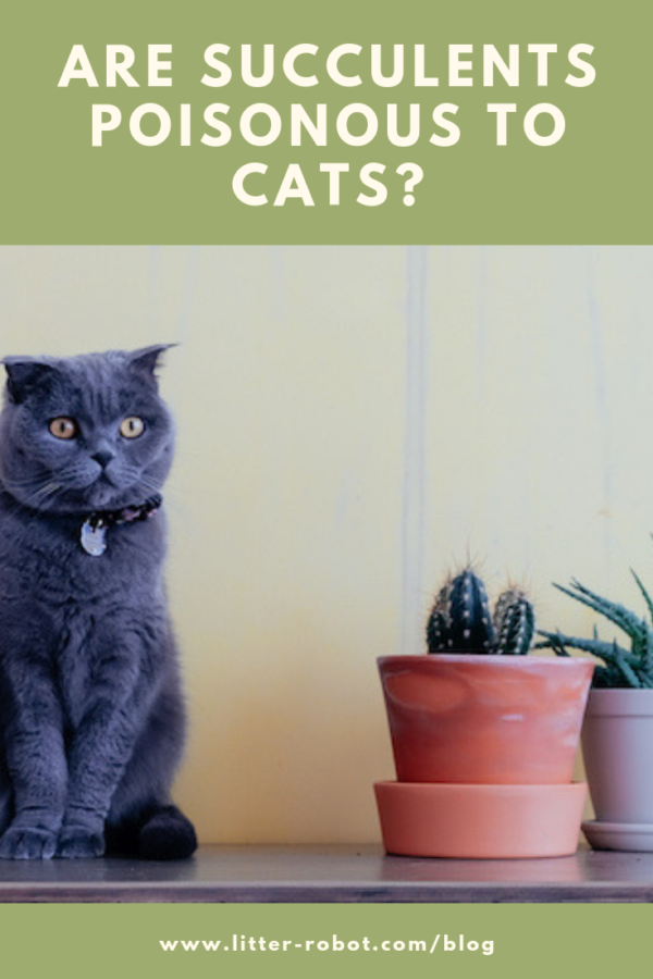 are Succulents Poisonous to Cats