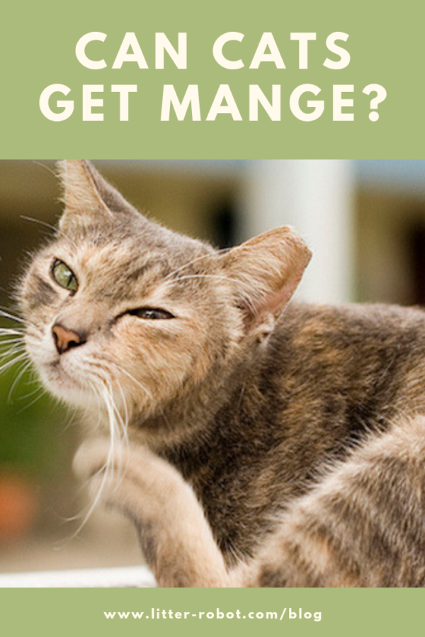 Can Cats Get Mange? Learn more on LitterRobot Blog