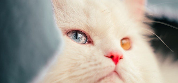 cats with one blue eye