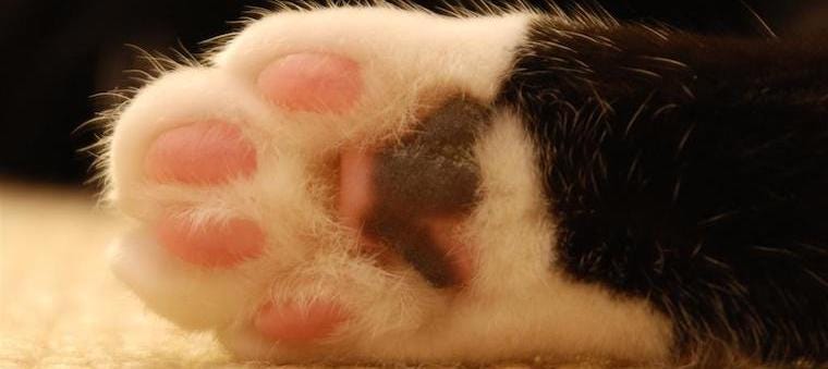 7 Fun About Toe Beans! Learn on Litter-Robot Blog