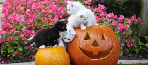 How Much Pumpkin To Give A Cat For Diarrhea