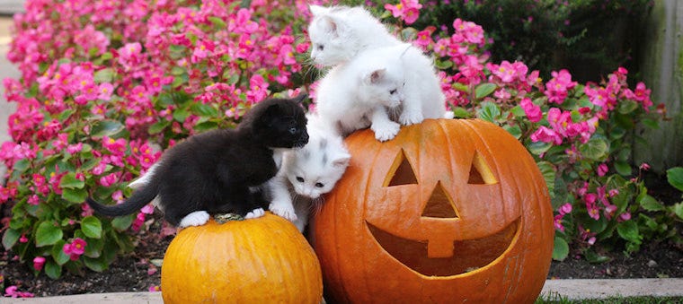 Pumpkin Puree For Cats Diarrhea