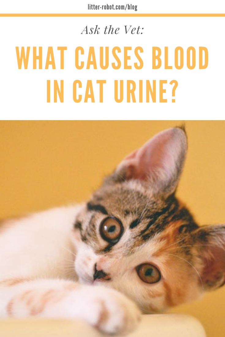 Ask the Vet What Causes Blood in Cat Urine? LitterRobot Blog