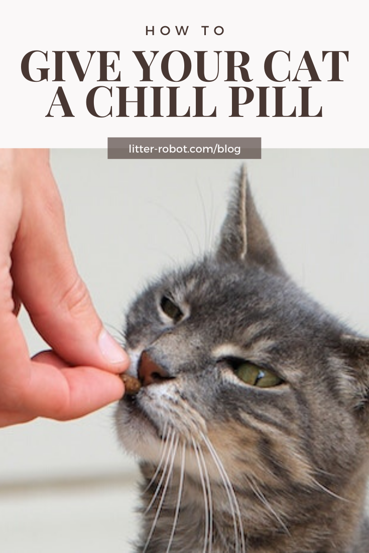 How To Give a Cat a Pill LitterRobot Blog
