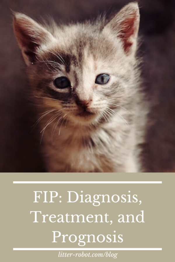 first signs of fip