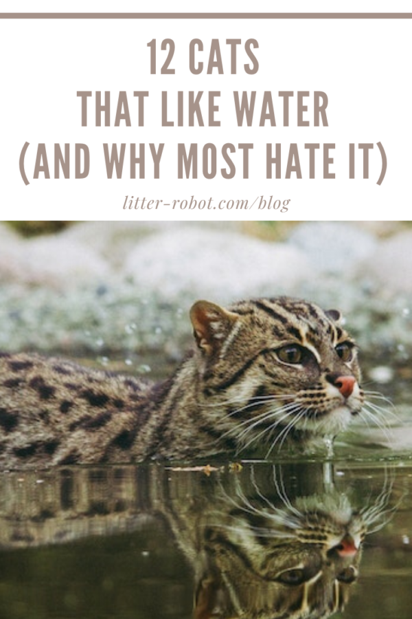 domestic cats that like water