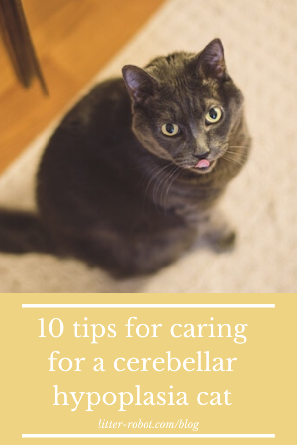 Caring For A Cerebellar Hypoplasia Cat 10 Tips Litter Robot Blog