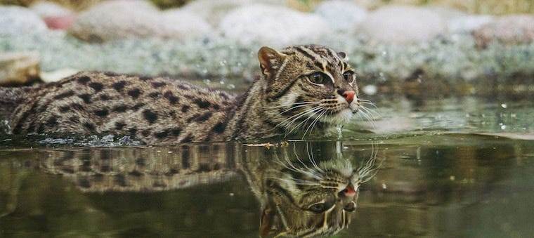 12 Cats That Like Water (And Why Most 