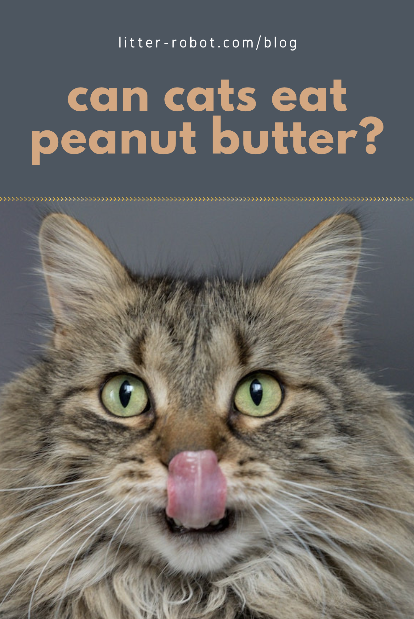 Can Cats Eat Peanut Butter? Learn more on LitterRobot Blog