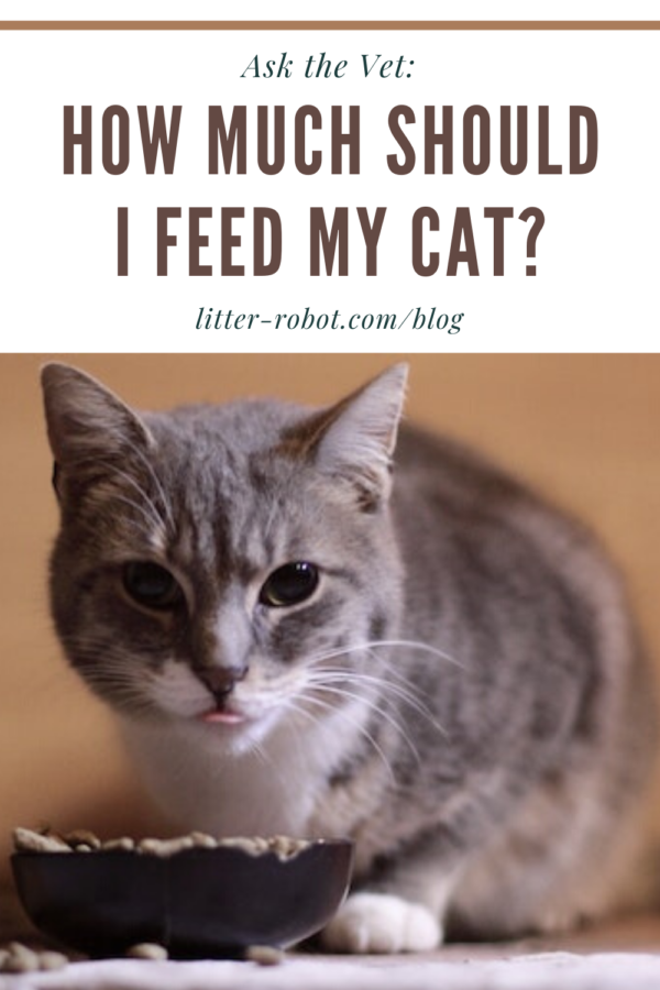 Ask the Vet: How Much Should I Feed My Cat? | Litter-Robot ...