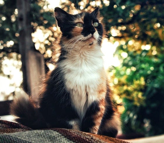Long-haired calico cat sitting outside in front of trees