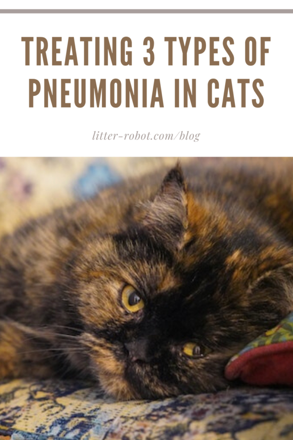 treating 3 Types of Pneumonia in Cats