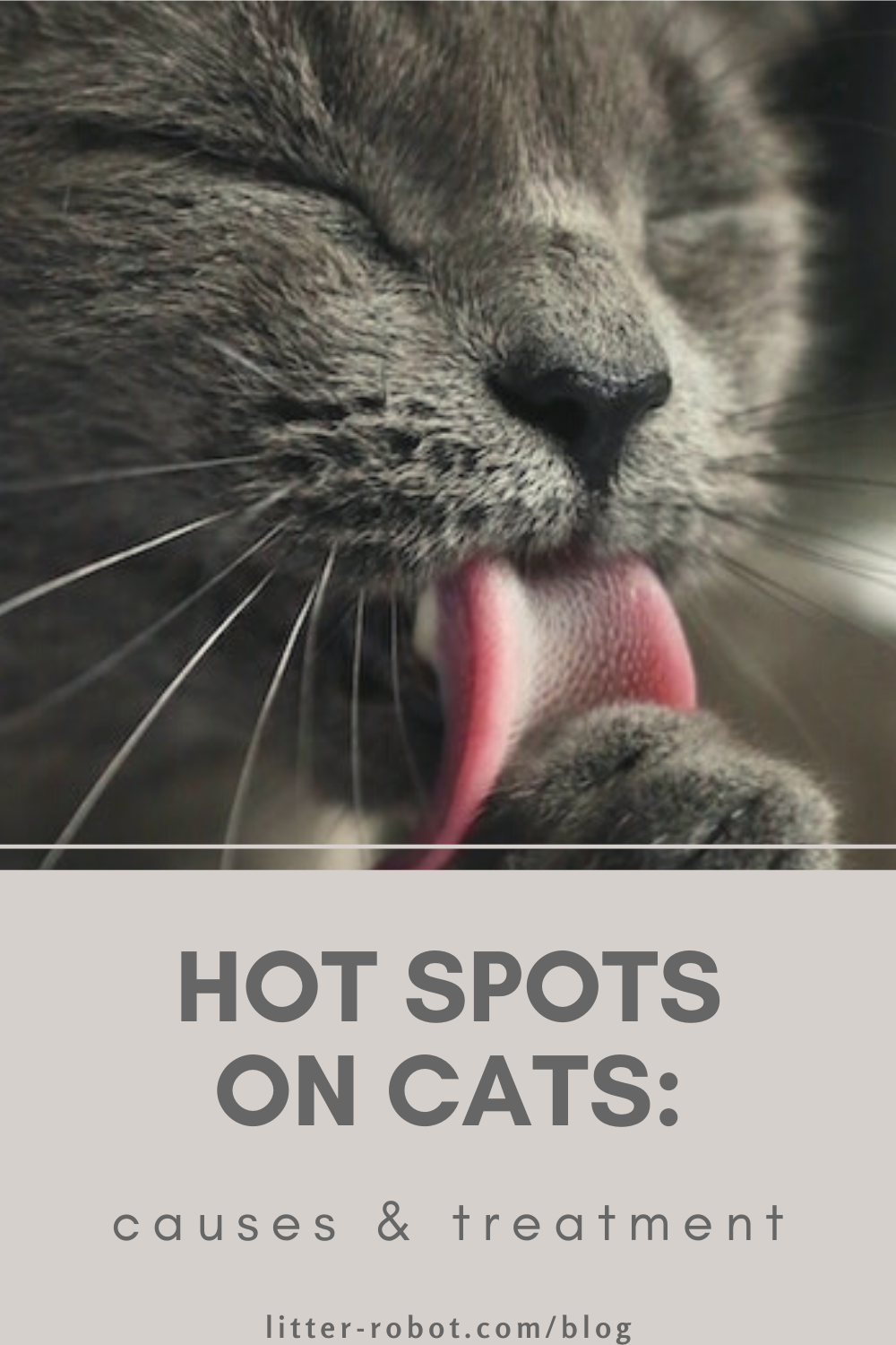 Hot Spots on Cats Causes & Treatment LitterRobot Blog